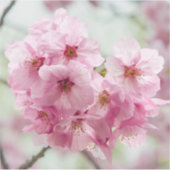 Sticker Sakura au printemps – Fleur de Tokyo (Devant)