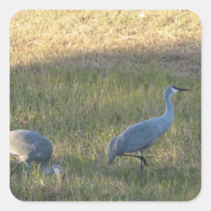 Sticker Sandhill Cranes