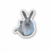 Sticker Sauter Paddy (Devant)