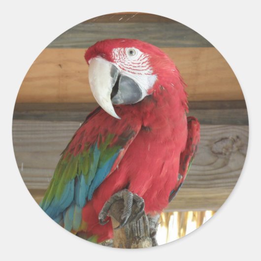 Sticker Scarlet Macaw (Devant)