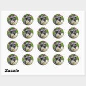 Sticker Schnauzer miniature (Feuille)