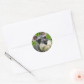 Sticker Schnauzer miniature (Enveloppe)