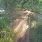 Sticker sentier forestier (Devant)