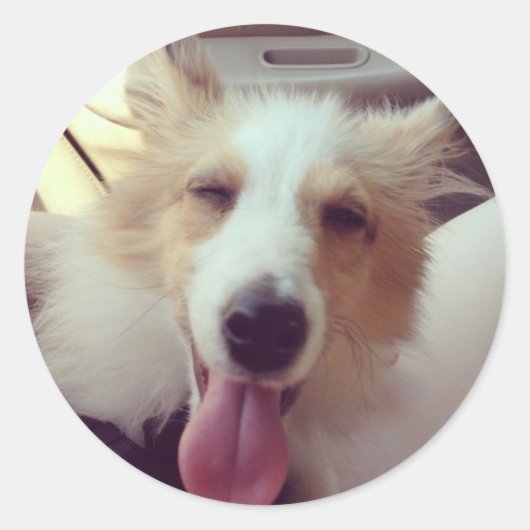 Sticker Sheltie (Devant)