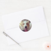 Sticker Sheltie (Enveloppe)