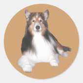 Sticker Sheltie (Devant)