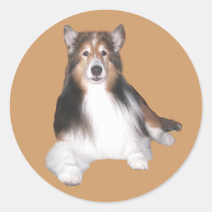 Sticker Sheltie