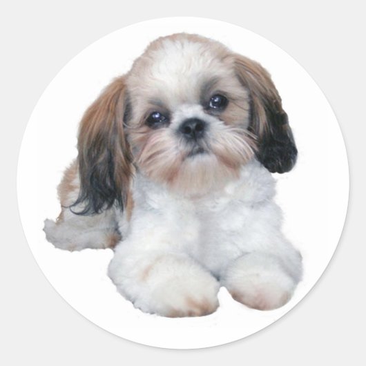 Sticker Shih Tzu (Devant)
