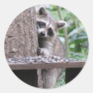 Sticker Shy Raccoon