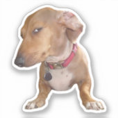 Sticker Side Eye Dog Meme (Recto)