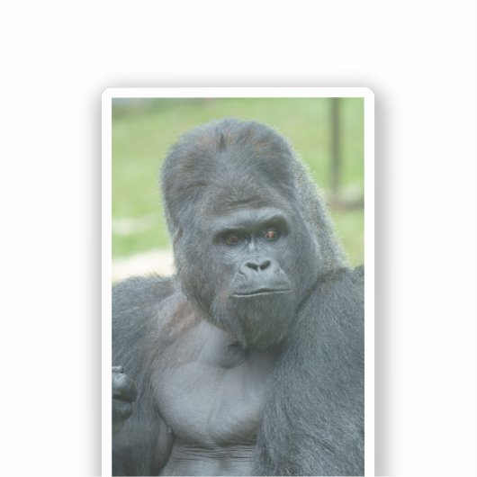 Sticker Silverback Dishi (Recto)