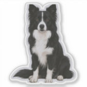 Sticker Sitting Border Collie (Devant)