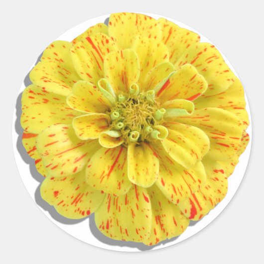 Sticker - Snoep Stripe Zinnia (Voorkant)