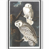 Sticker Snowy Owl par John James Audubon (Devant)