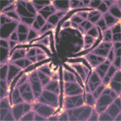 Sticker Spider Cosmic Web, Galaxie d'Halloween des horreur (Devant)