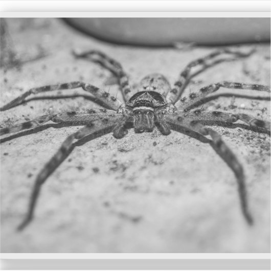 Sticker Spider Huntsman (Devant)