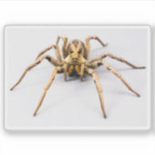 Sticker Spider Sense (Devant)