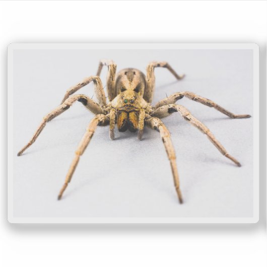 Sticker Spider Sense (Devant)