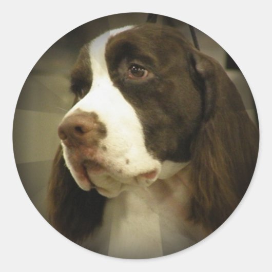 Sticker Springer Spaniel (Devant)