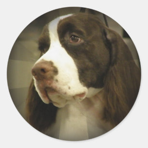 Sticker Springer Spaniel