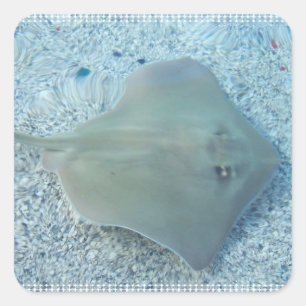 Sticker Stingray à eau douce