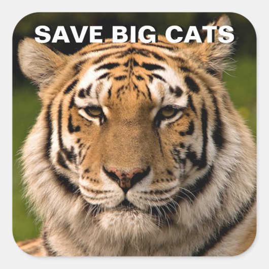 Sticker Sumatran Tiger Portrait (Devant)