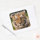 Sticker Sumatran Tiger Portrait (Enveloppe)