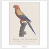 Sticker Sun Parakeet Male, Aratinga Solstitialis (Feuille)
