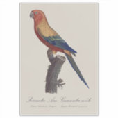 Sticker Sun Parakeet Male, Aratinga Solstitialis (Devant)