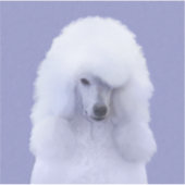 Sticker Tableau blanc standard de caniche - Art original d (Devant)