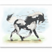 Sticker Tableau d'anatomie du cheval de Trot Piebald Overo (Devant)