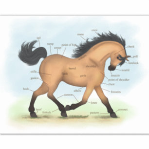 Sticker Tableau d'anatomie équine éducative du Cheval en p