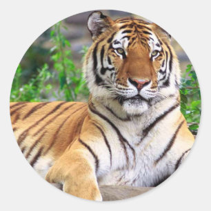 Sticker Tiger
