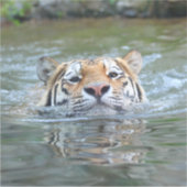 Sticker Tigre 028 (Devant)