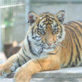 Sticker Tigre 034 (Devant)