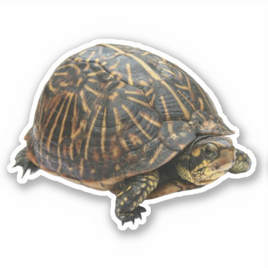 Sticker Tortue (Devant)