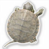 Sticker Tortue minuscule (Tortue) Photo (Devant)