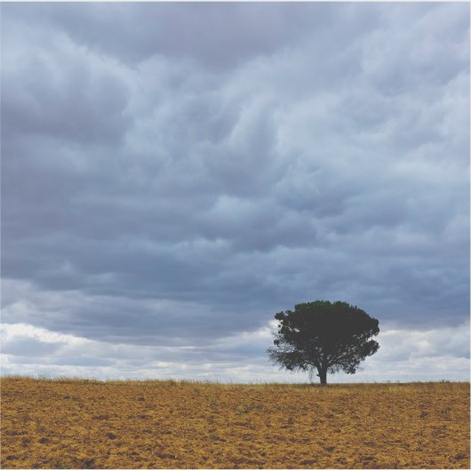 Sticker Tree in an empty field (Devant)
