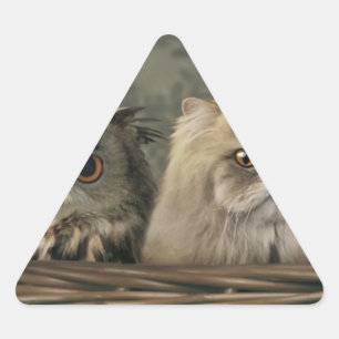 Sticker Triangulaire 3 Chats et une Chouette dans un panier