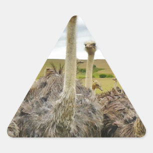 Sticker Triangulaire autruche