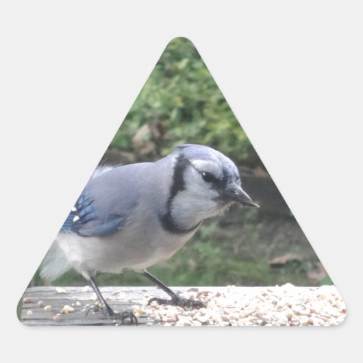 Sticker Triangulaire Blue Jay (Devant)