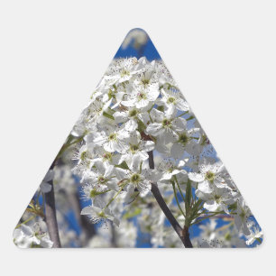 Sticker Triangulaire Bradford Pear Blooms