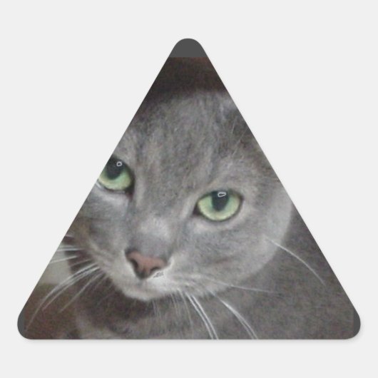 Sticker Triangulaire Chat bleu russe (Devant)
