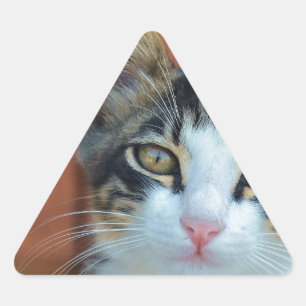 Sticker Triangulaire Chat sucré aux yeux enchanteurs