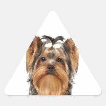 Chiot du Yorkshire Terrier