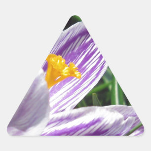 Sticker Triangulaire Crocus de printemps violet