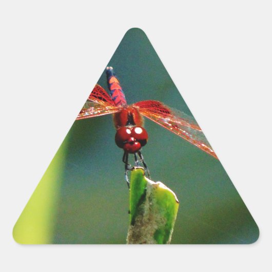 Sticker Triangulaire Dragonfly frontale rouge et noire (Devant)