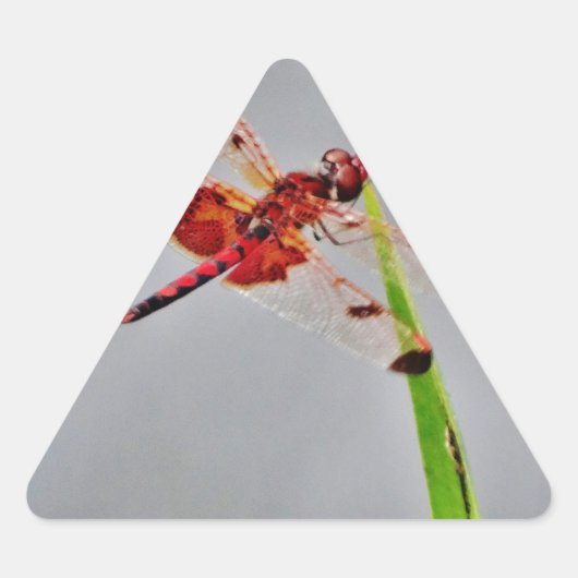 STICKER TRIANGULAIRE DSC00029.JPG (Devant)