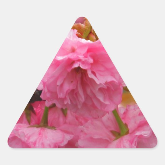Sticker Triangulaire Fleurs de fleurs de cerisier rose chaud (Devant)