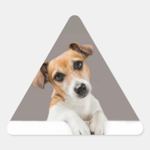Sticker Triangulaire Jack Russell Puppy Sweet Cute Baby Puppy